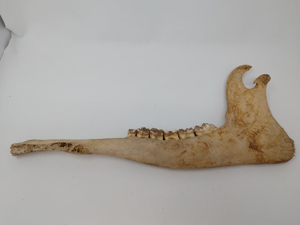 Giraffe Jaw