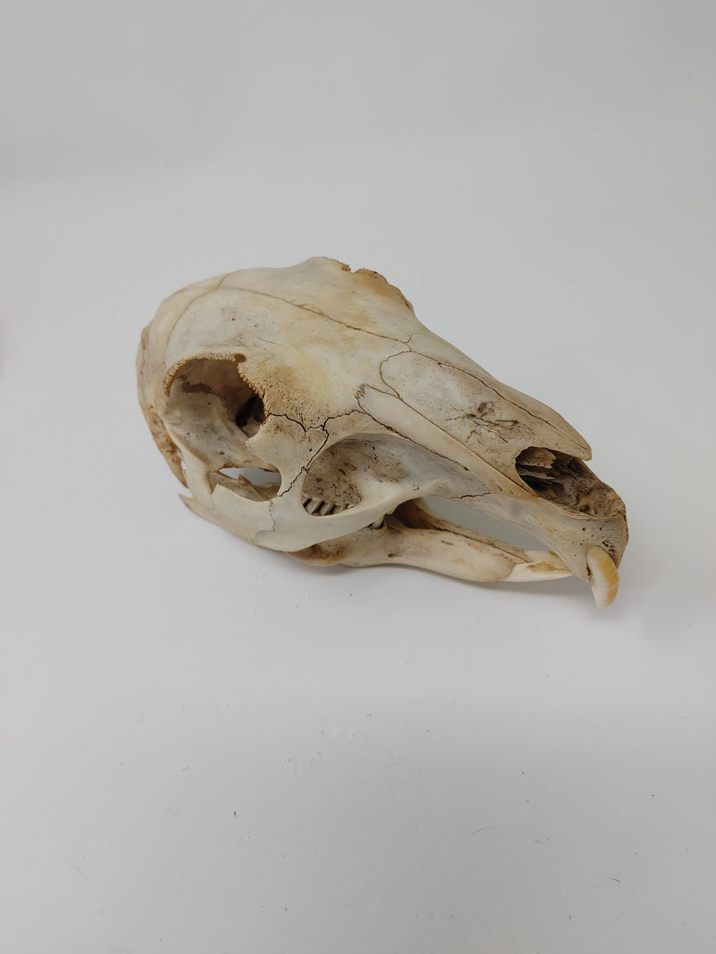 Mara Skull