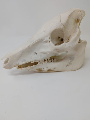 Pig Skull