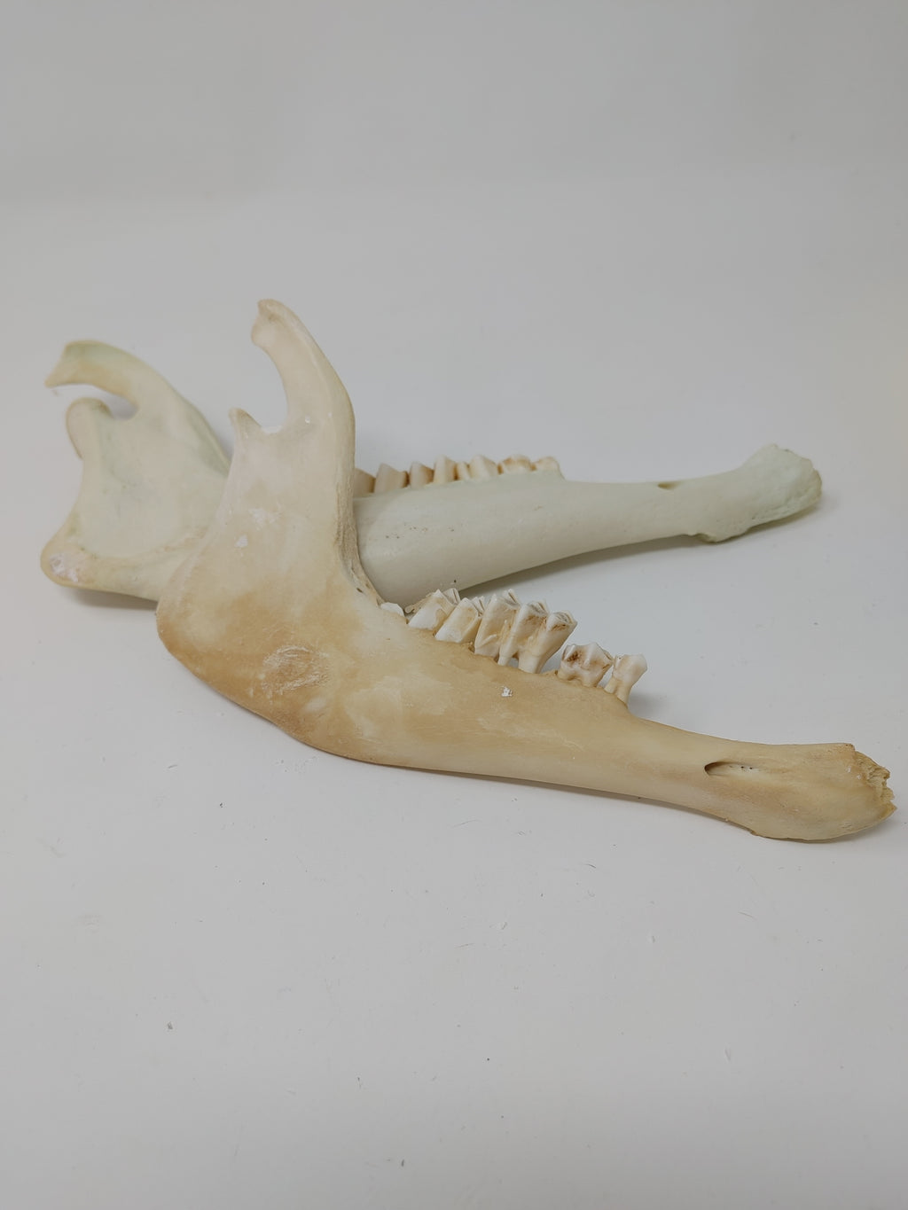 Sheep and Goat Jaws