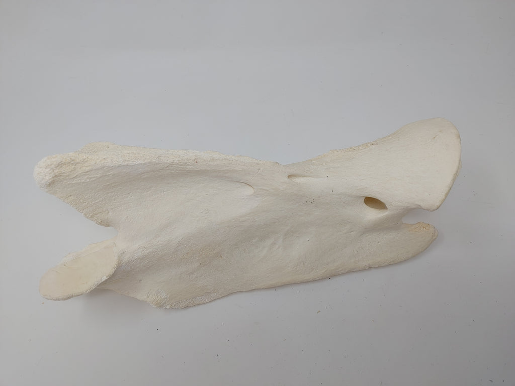 Giraffe Neck Bone