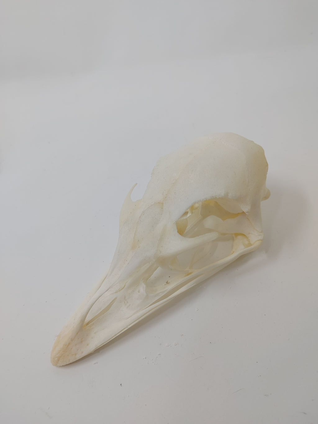 Emu Skull