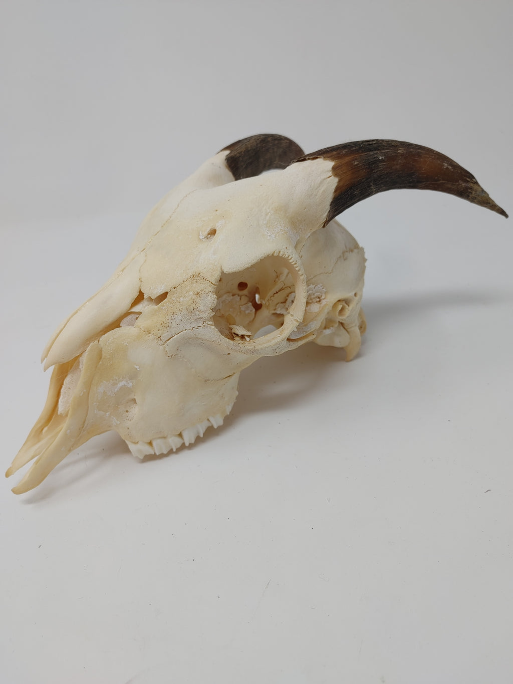 Goat Skull