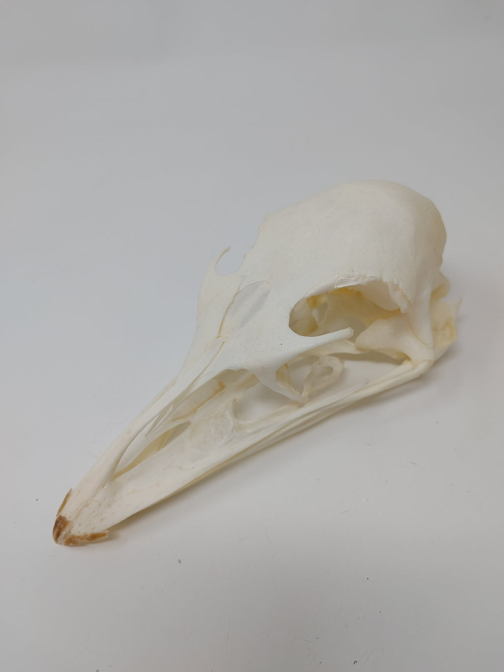 Emu Skull