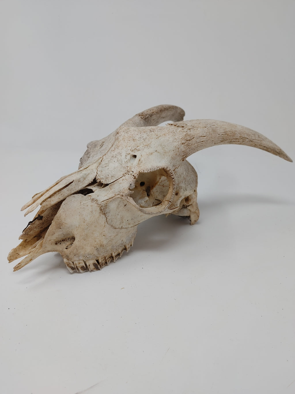 Goat Skull