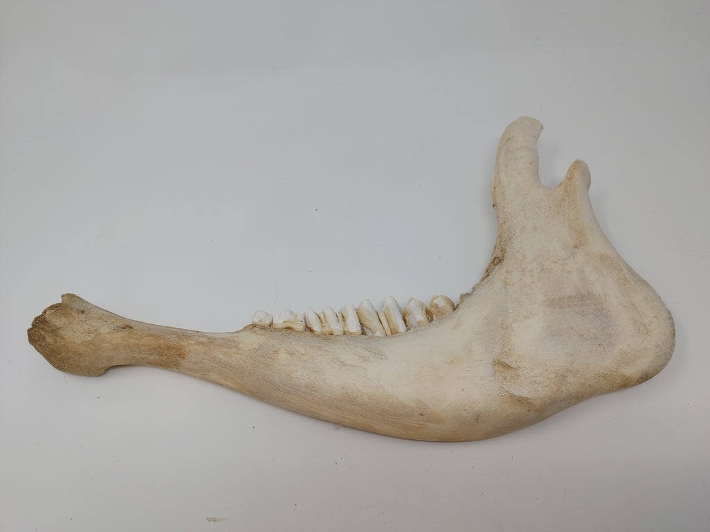Cow Jaw