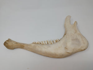 Cow Jaw