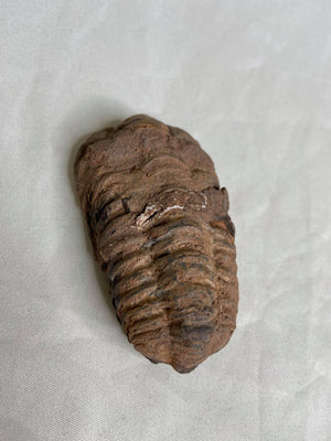 Trilobite