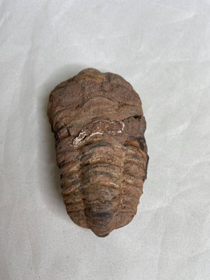 Trilobite