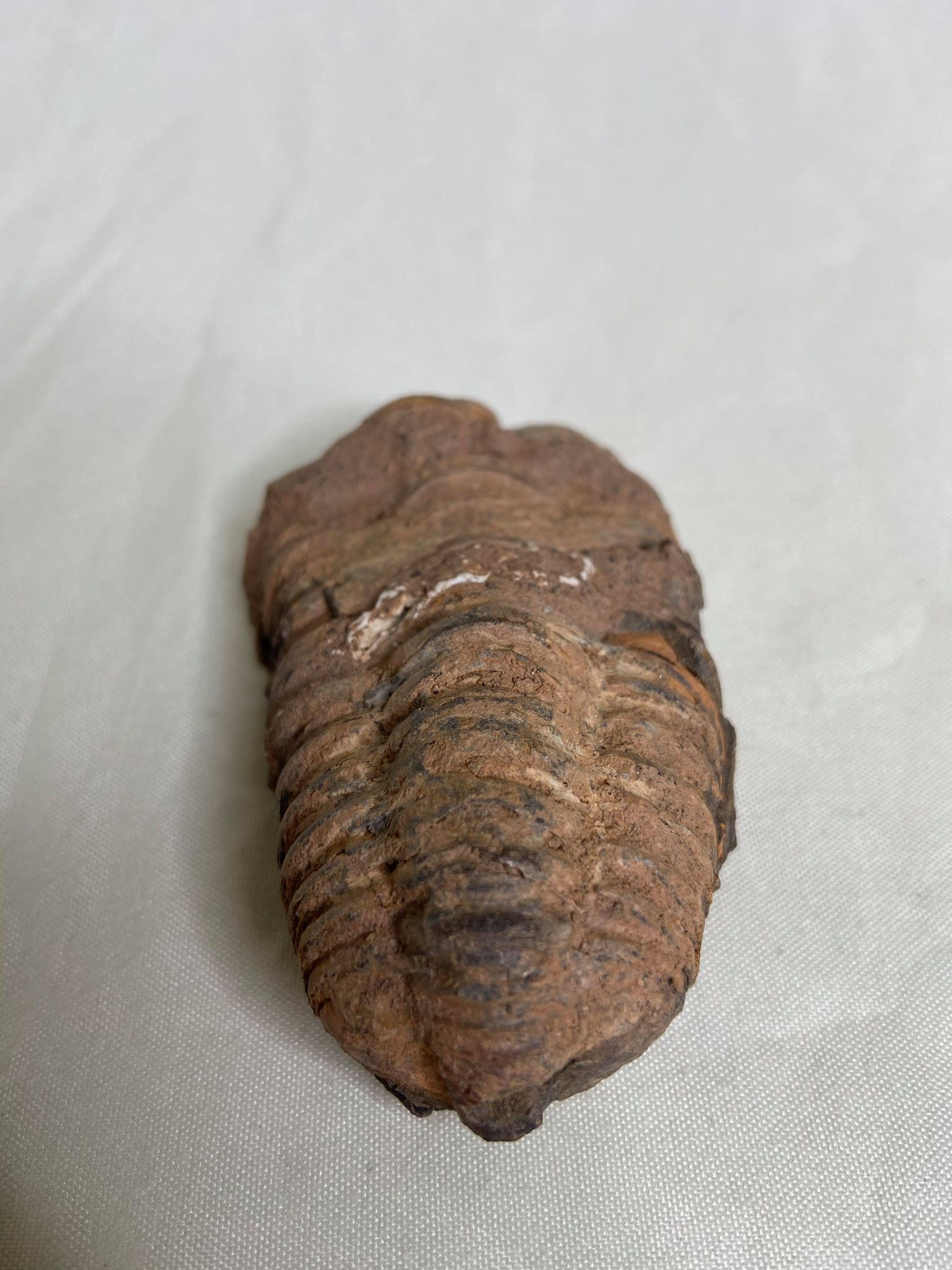 Trilobite