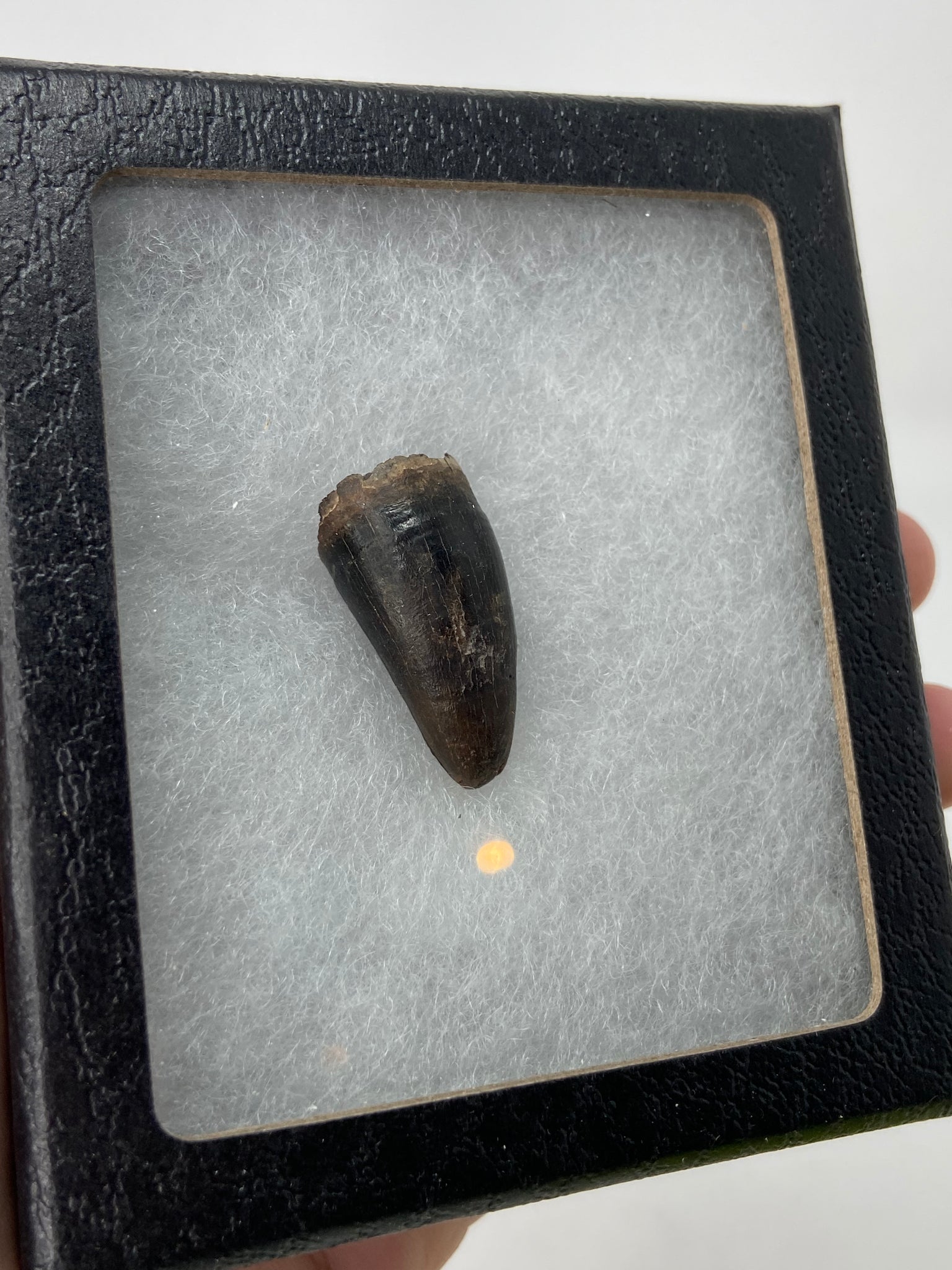 Fossil Alligator Tooth