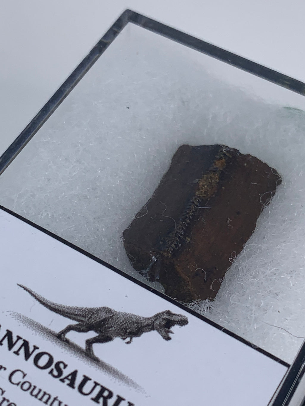 Tyrannosaurus Rex Tooth Fossil