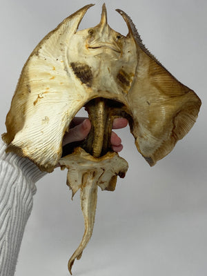 Mummified Skate