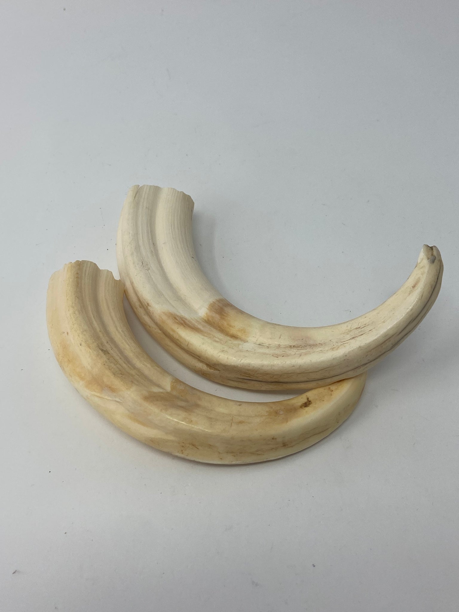 Pair of Warthog tusks