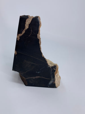 Petrified Wood