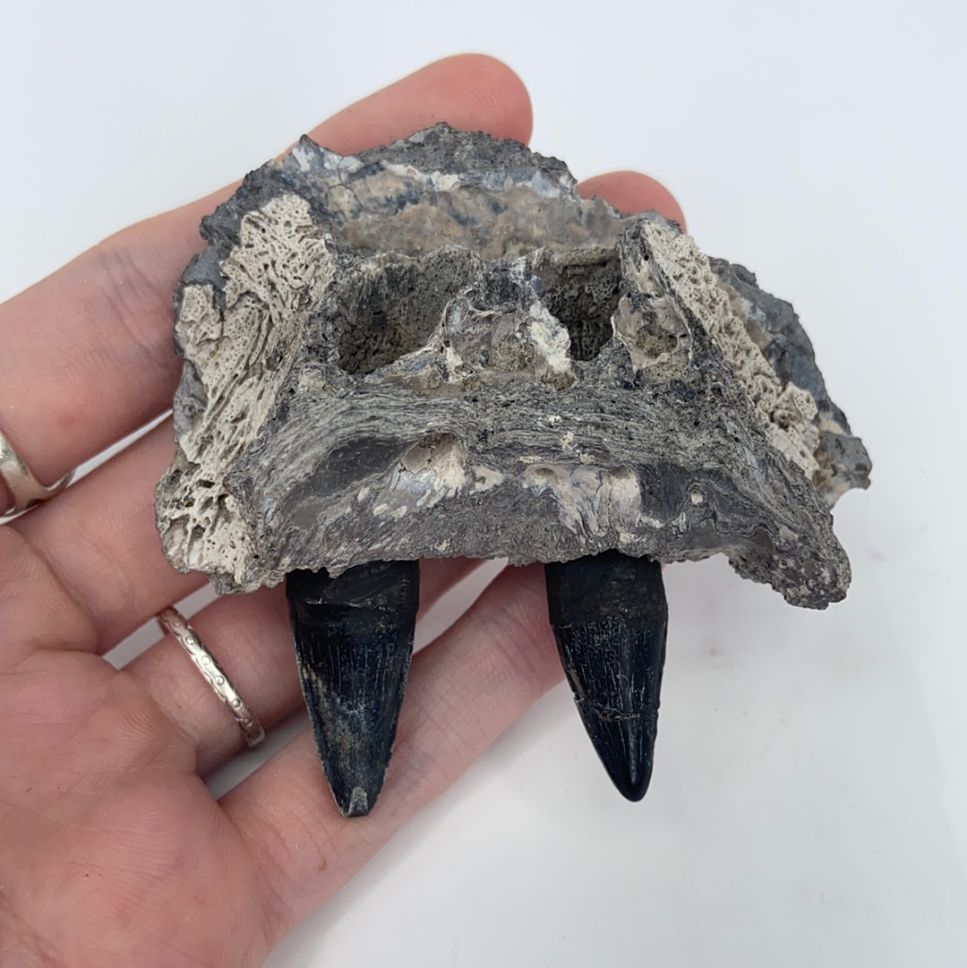 Fossilized Top Jaw Alligator Maxilla with Teeth