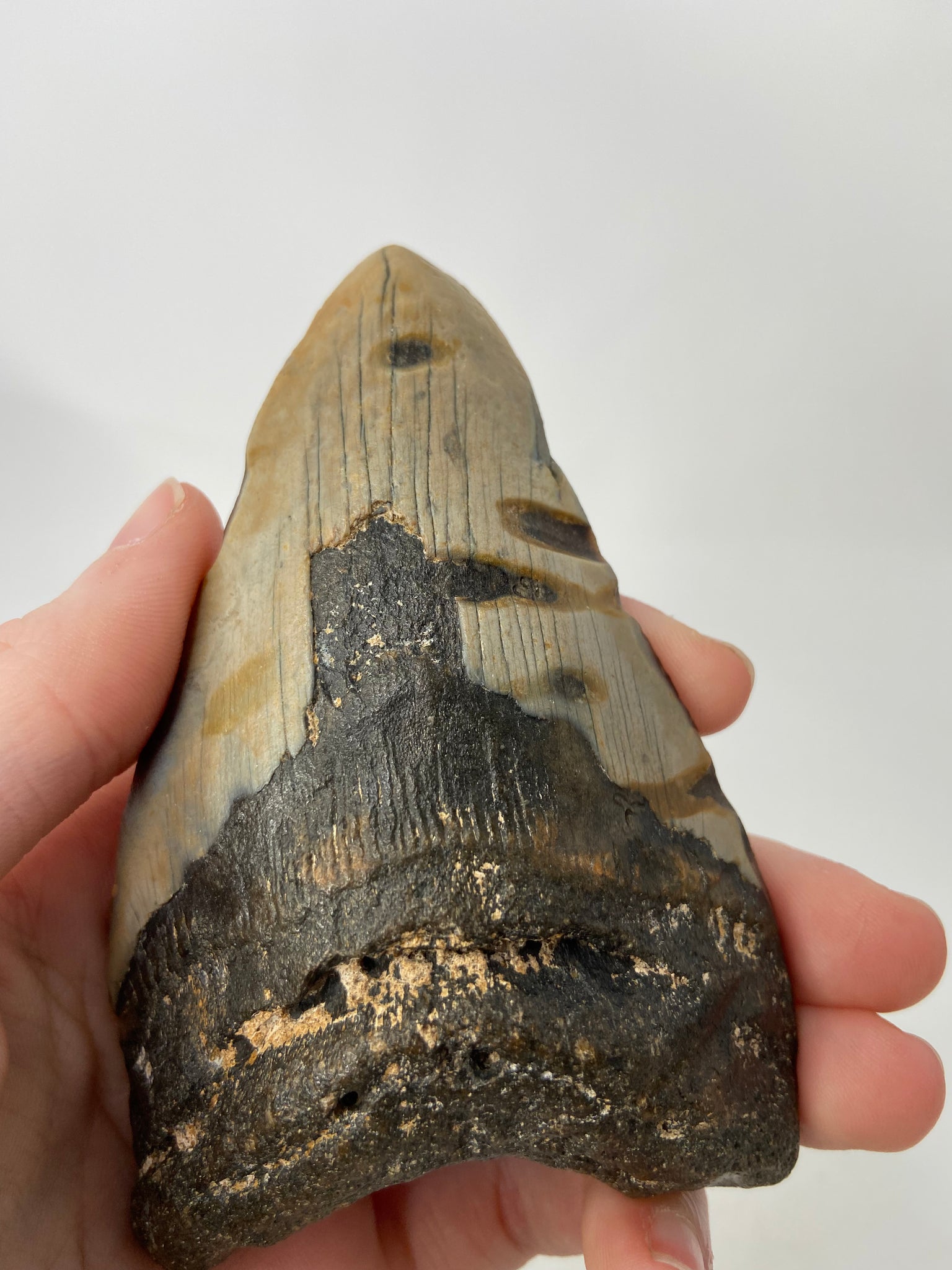 Genuine Megalodon Tooth Fossil