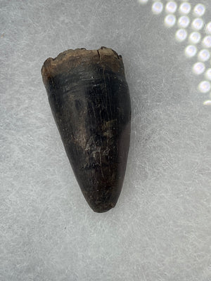 Fossil Alligator Tooth