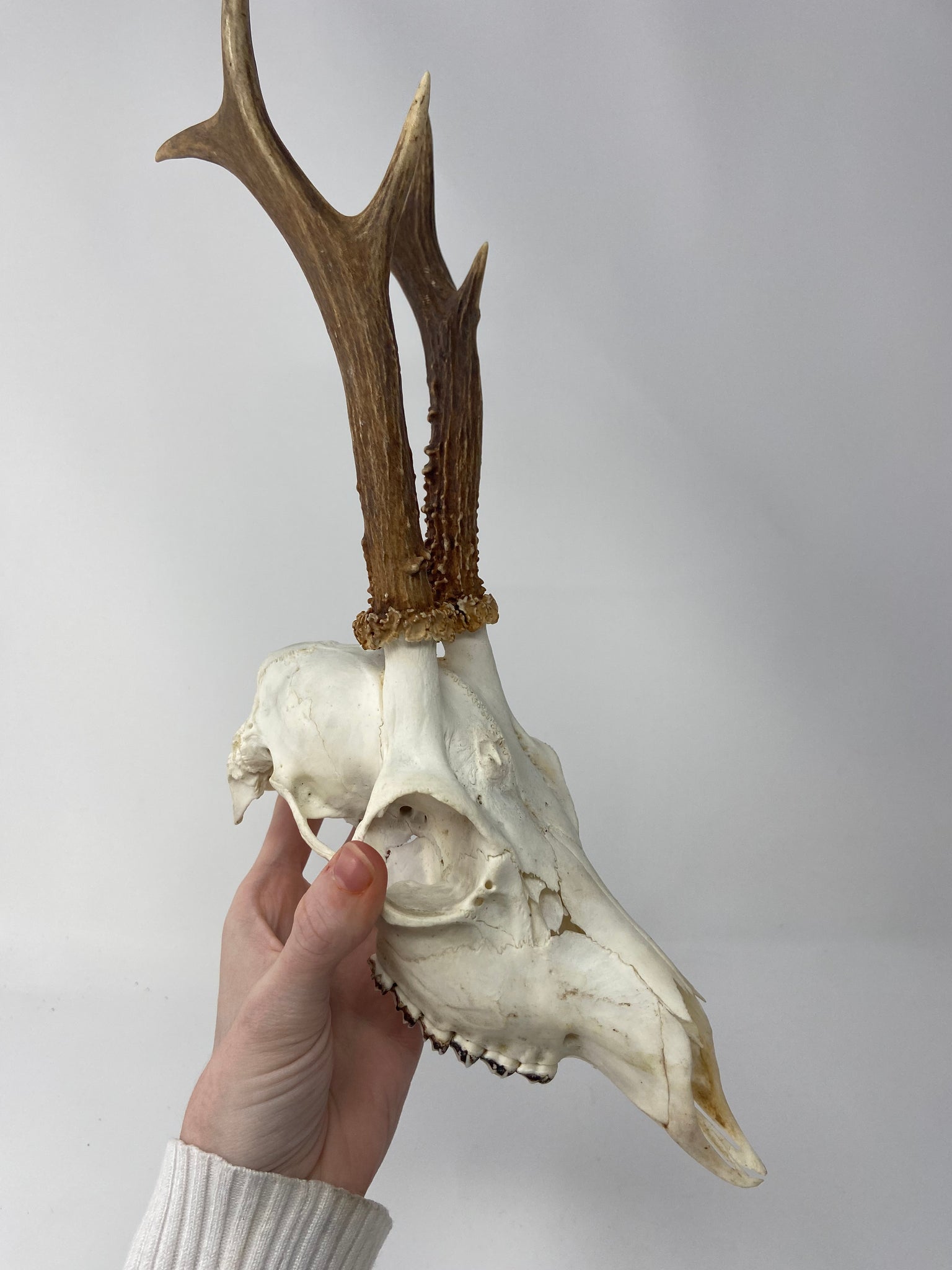 Roe Deer Skull