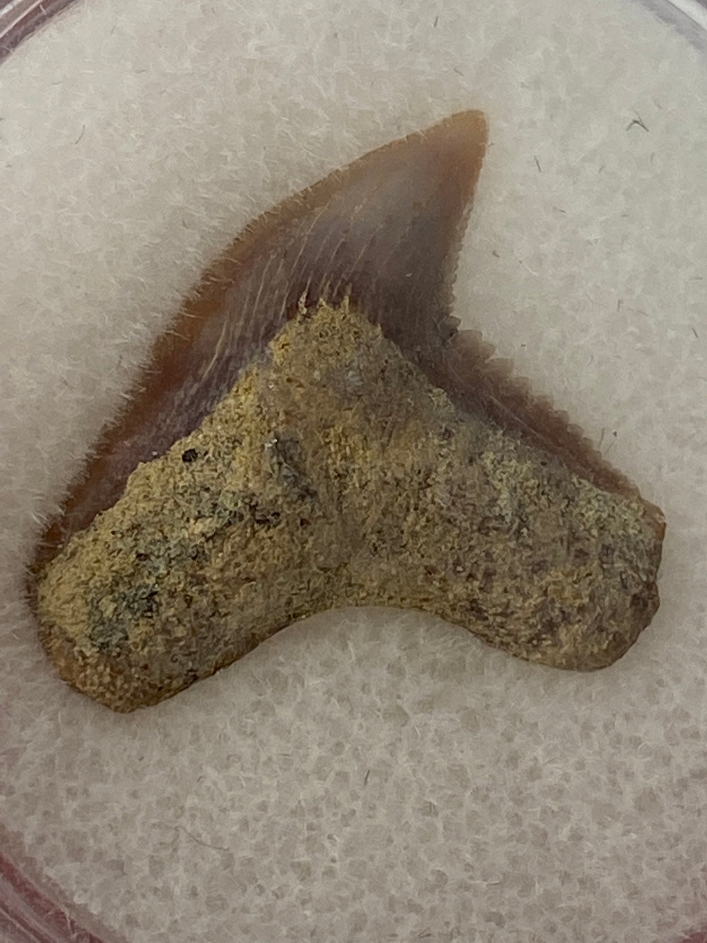 Long Tiger Shark tooth fossil