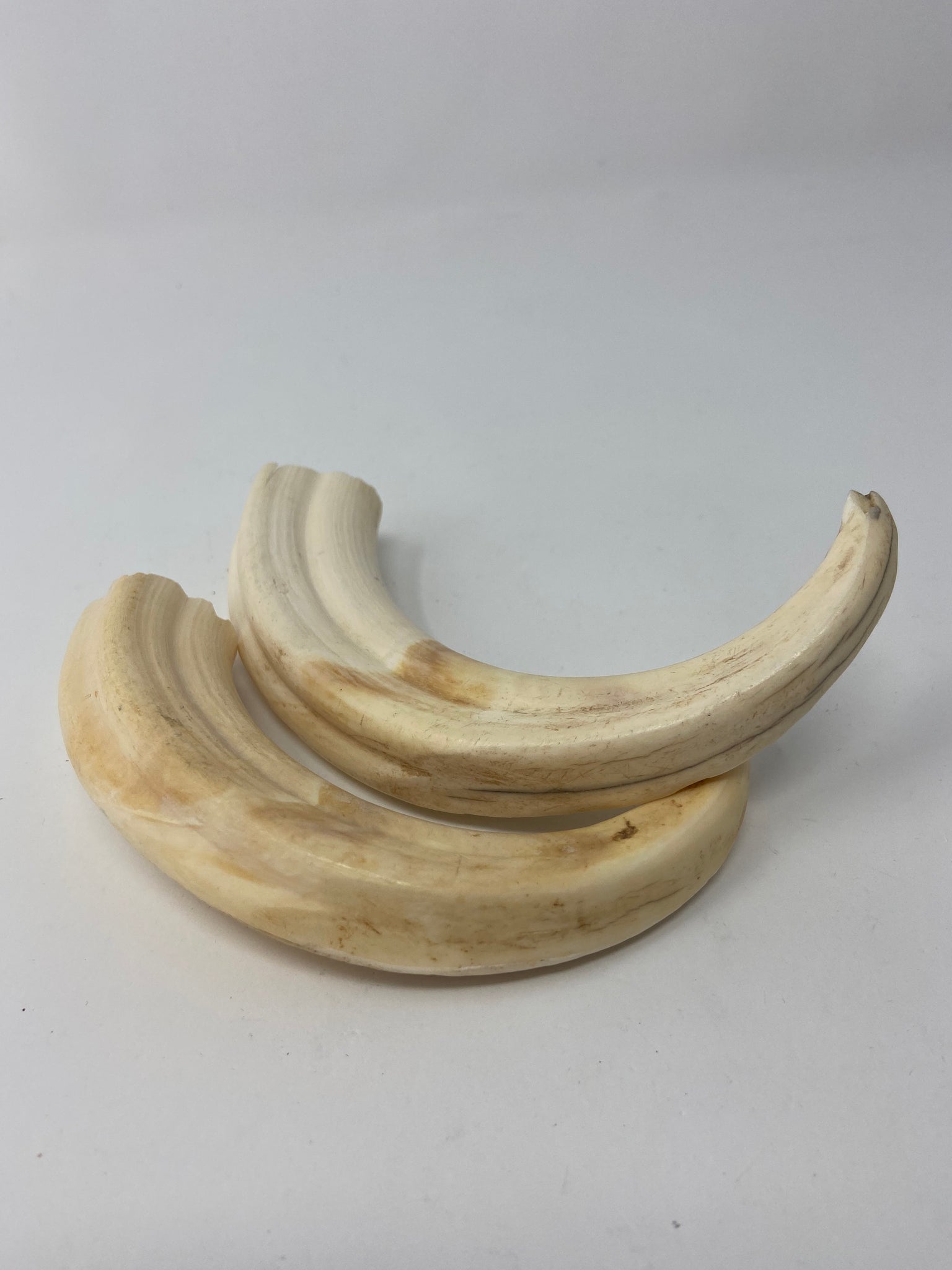 Pair of Warthog tusks