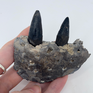 Fossilized Top Jaw Alligator Maxilla with Teeth