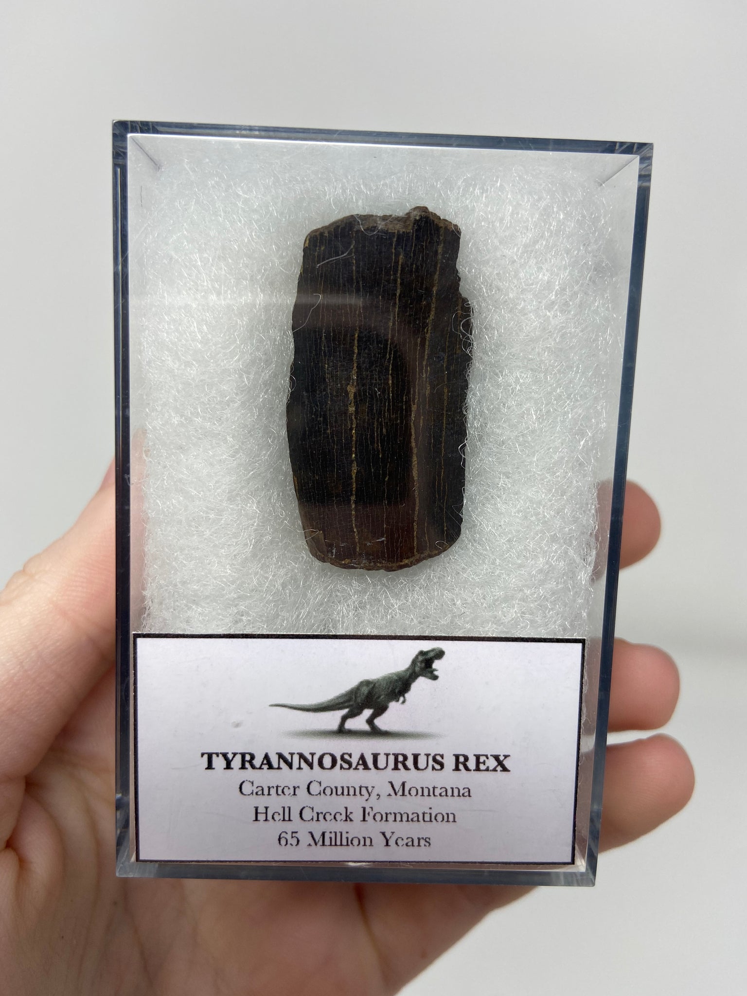 Tyrannosaurus Rex Tooth Piece Fossil