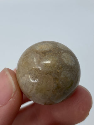 Mini Fossil Coral Sphere