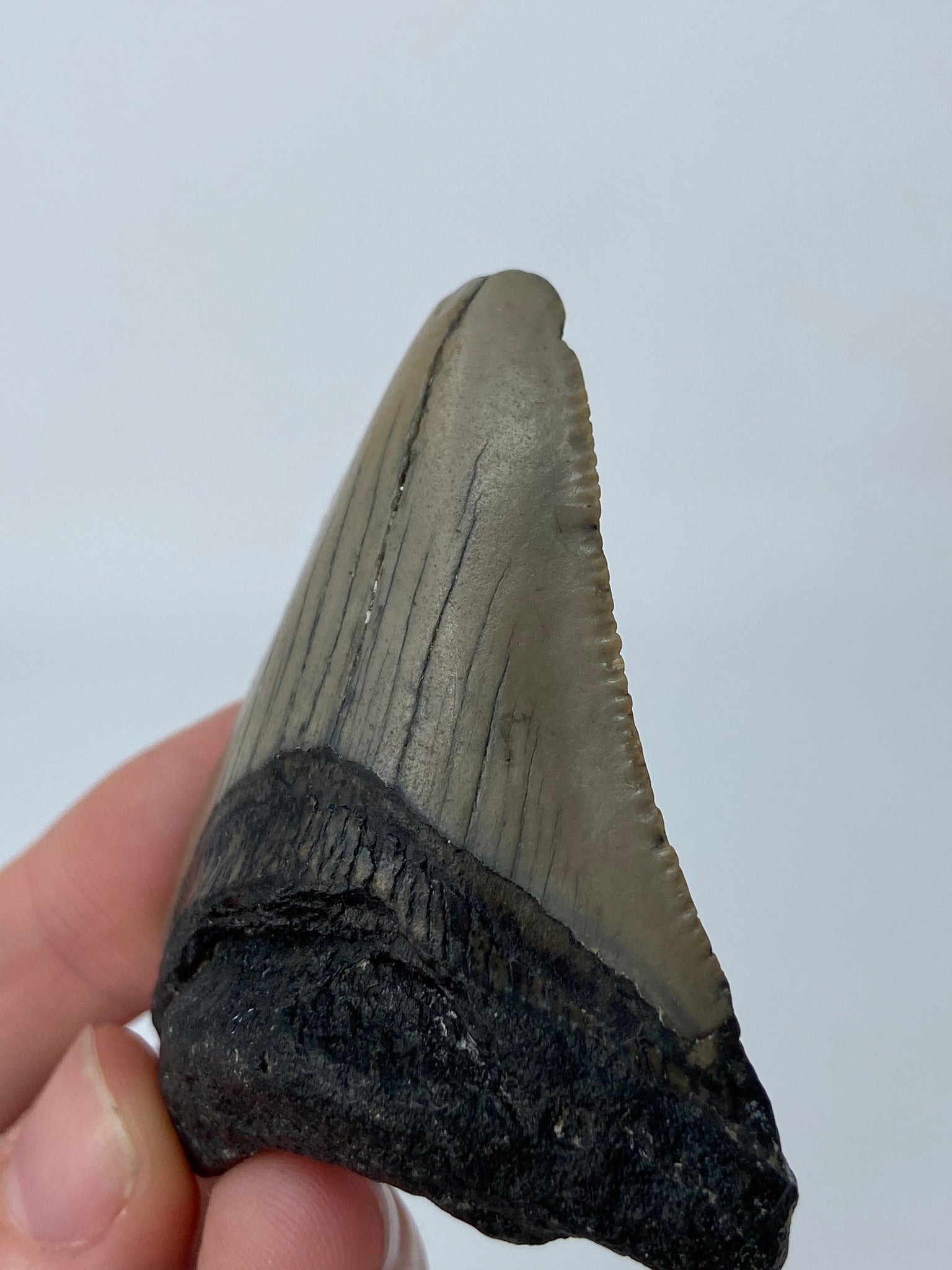 Megalodon Shark Tooth Fossil