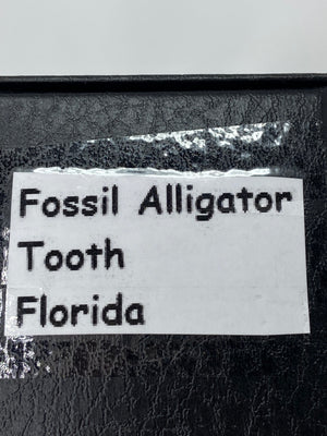 Fossil Alligator Tooth