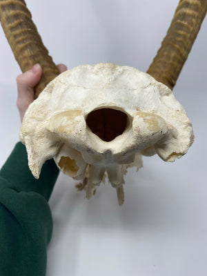 Waterbuck Skull Cap