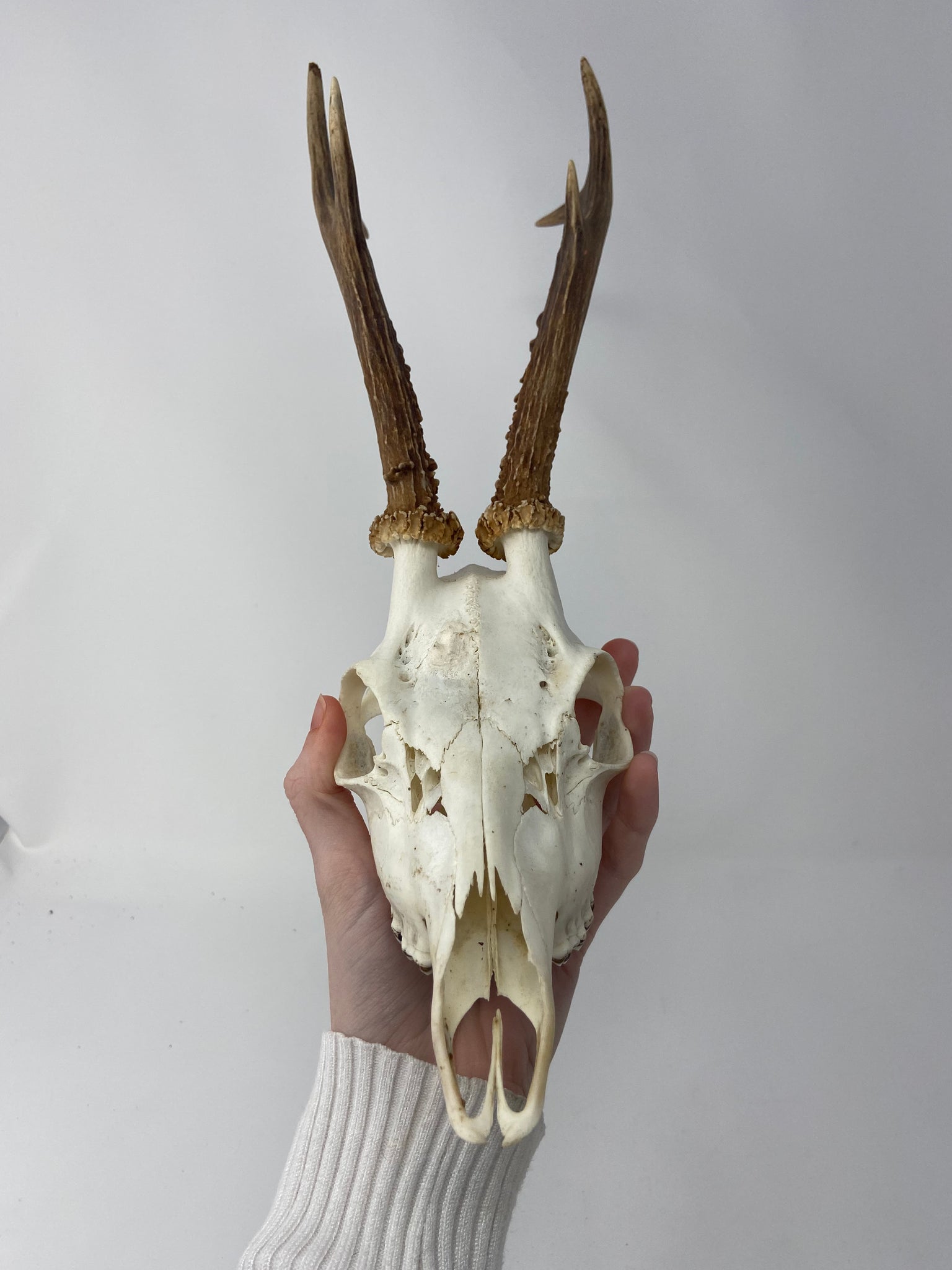 Roe Deer Skull