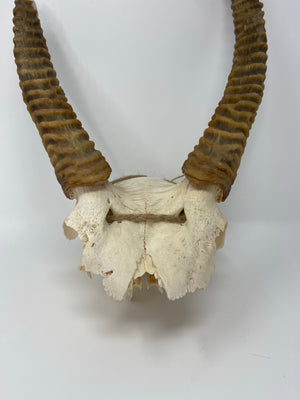 Waterbuck Skull Cap