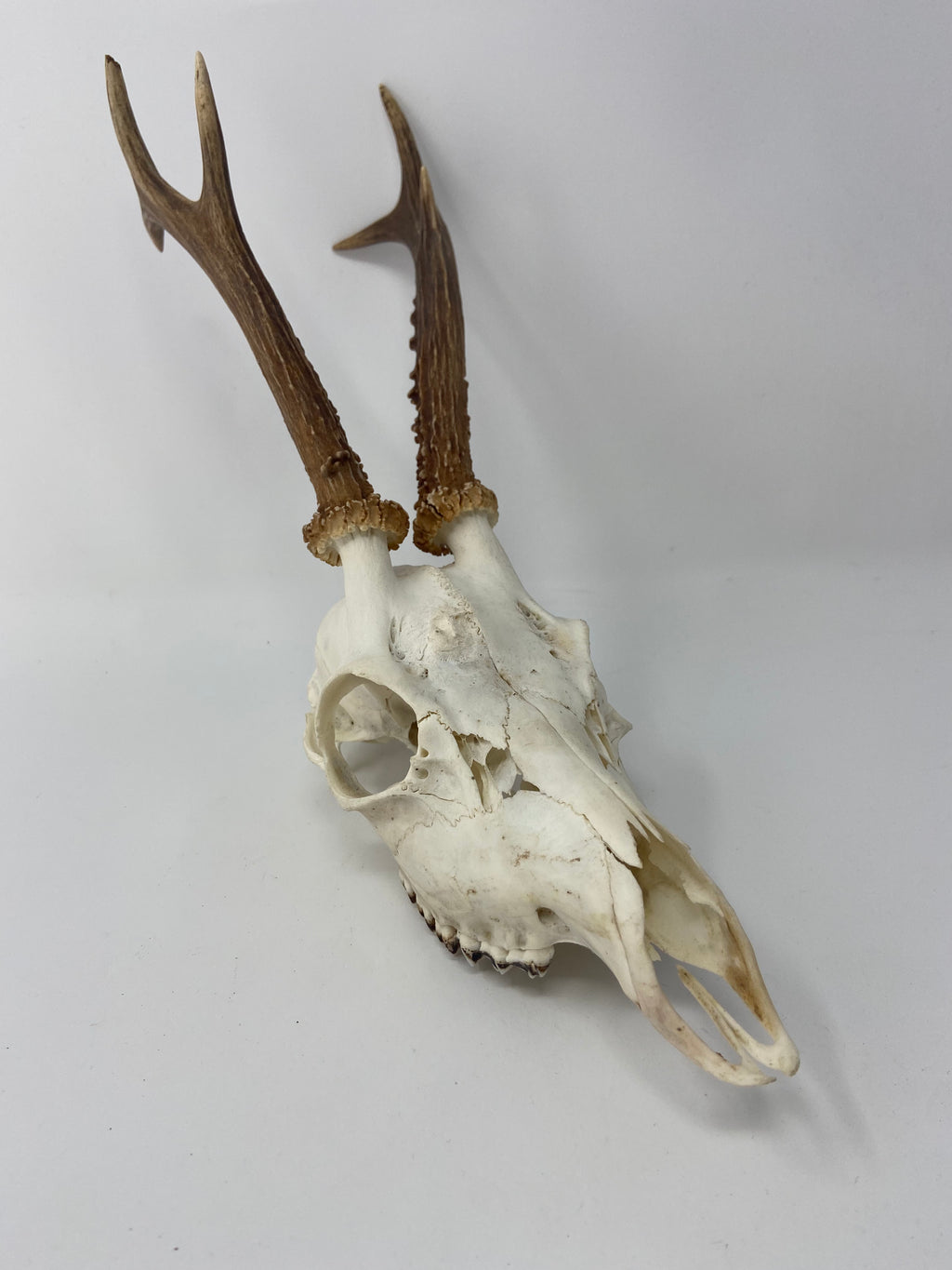 Roe Deer Skull