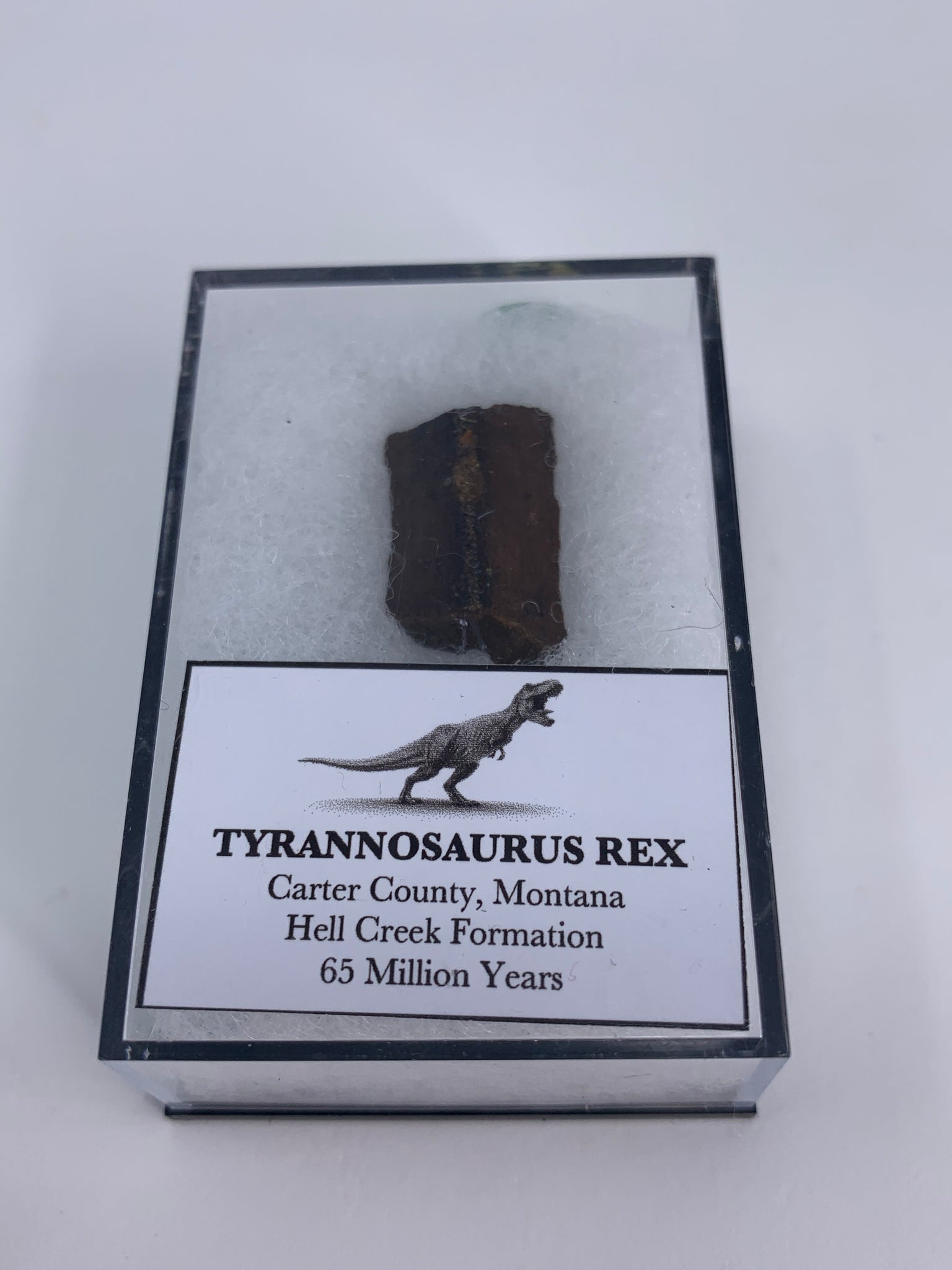 Tyrannosaurus Rex Tooth Fossil