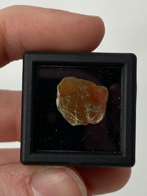 Raw Ammolite