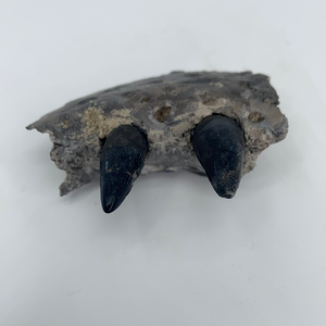 Fossilized Top Jaw Alligator Maxilla with Teeth