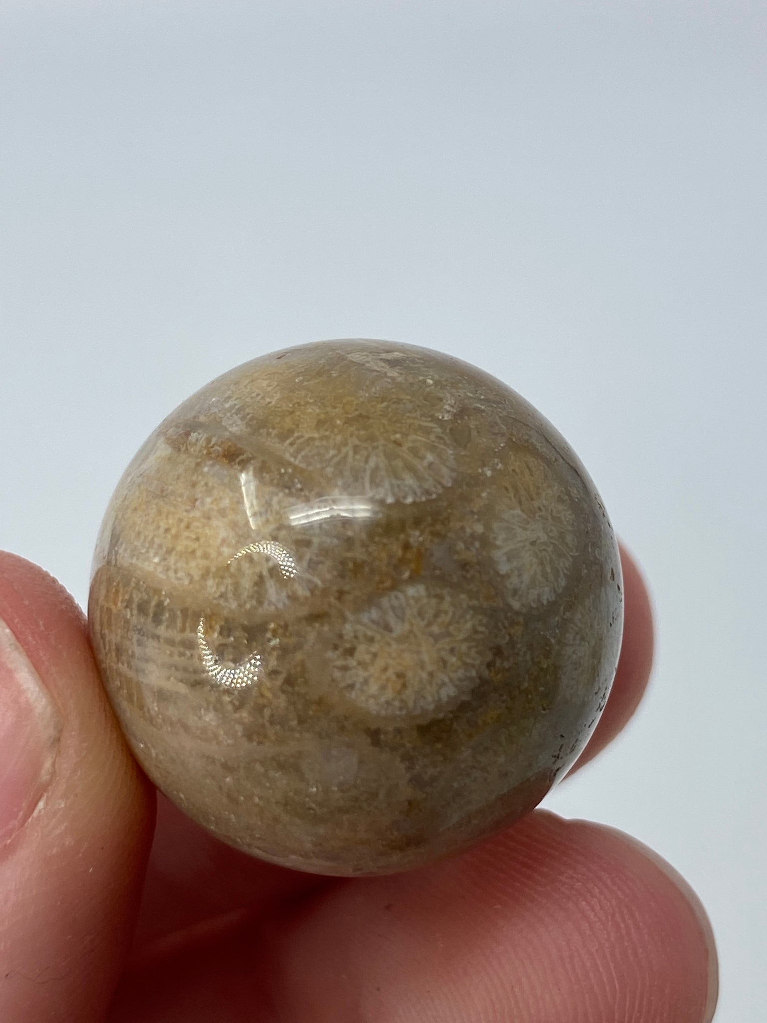 Mini Fossil Coral Sphere