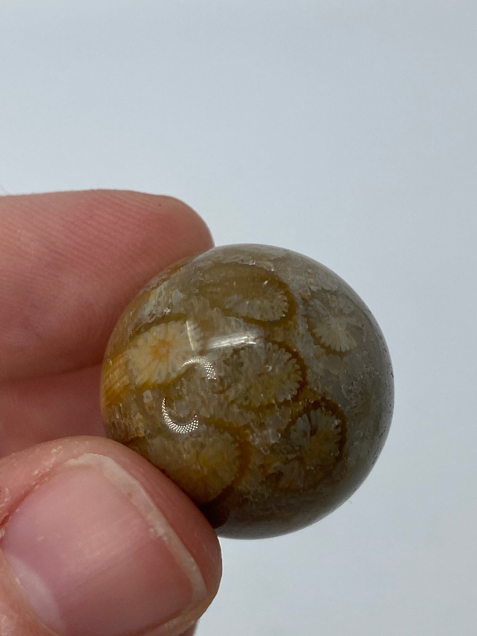 Mini Fossil Coral Sphere