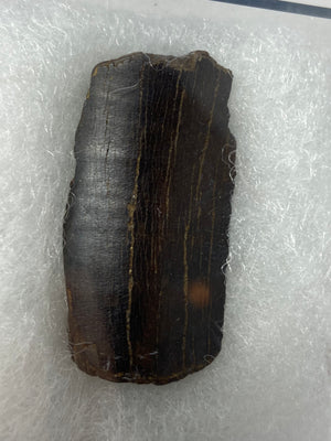 Tyrannosaurus Rex Tooth Piece Fossil