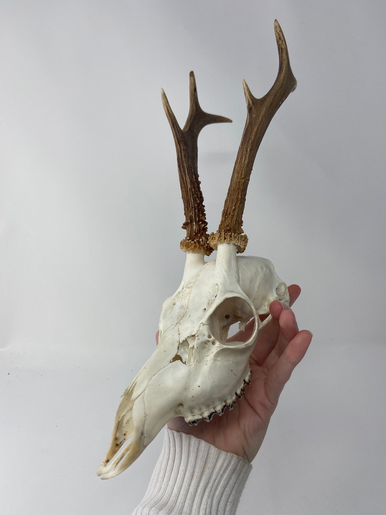 Roe Deer Skull