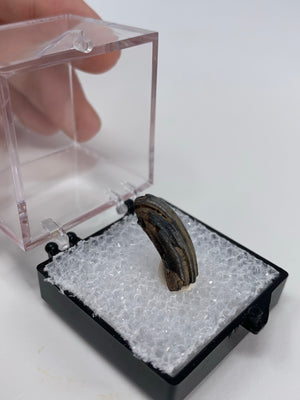 Fossilized Beaver Tooth