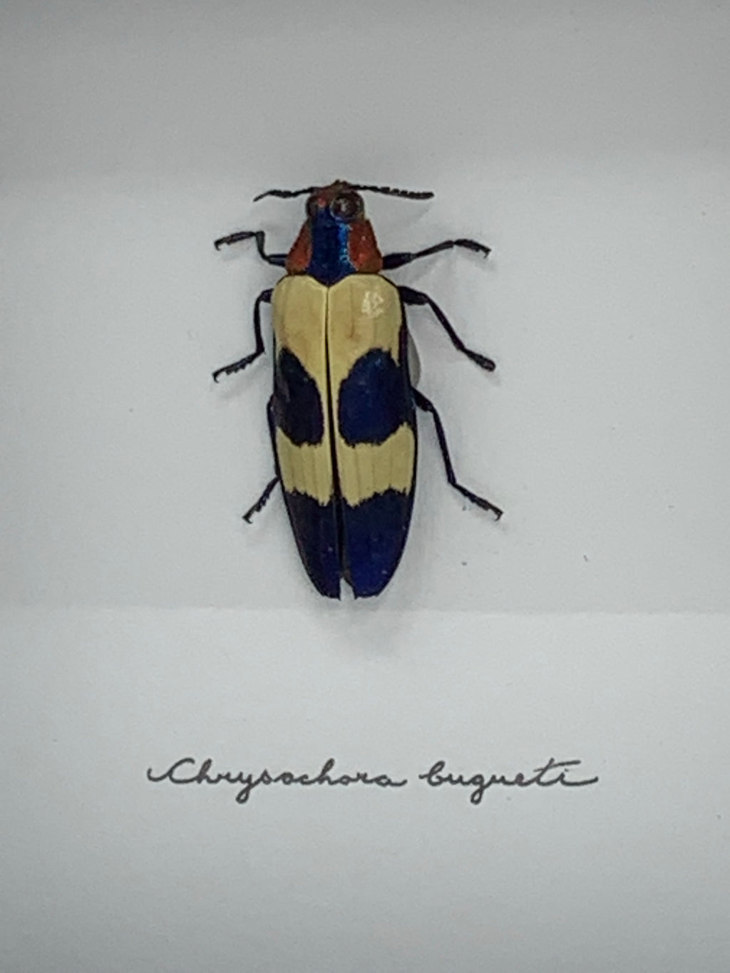 Chrysochroa Buqueti