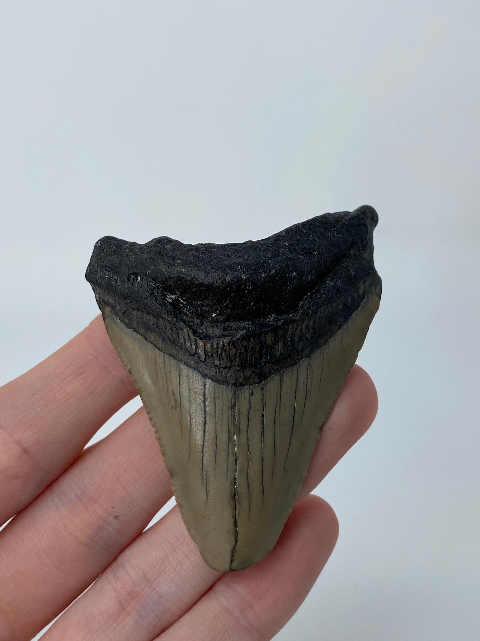 Megalodon Shark Tooth Fossil