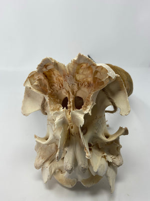 Waterbuck Skull Cap