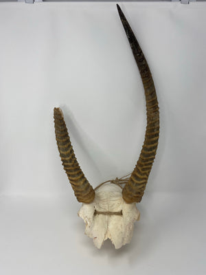 Waterbuck Skull Cap