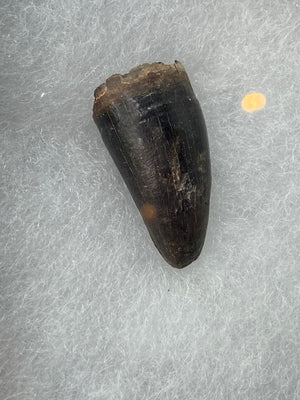 Fossil Alligator Tooth