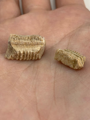 Ray Teeth Fossil