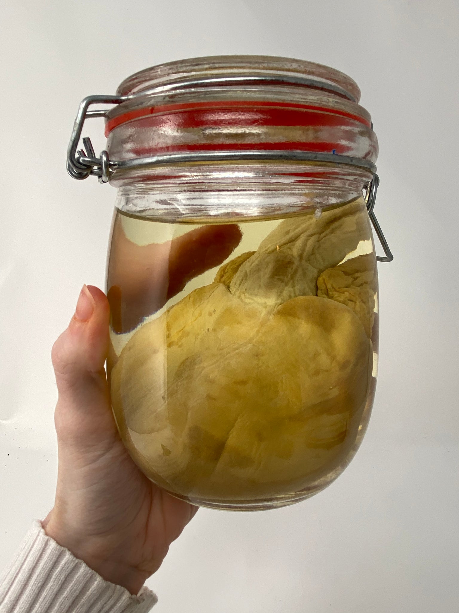 Blue Shark Heart Wet Specimen