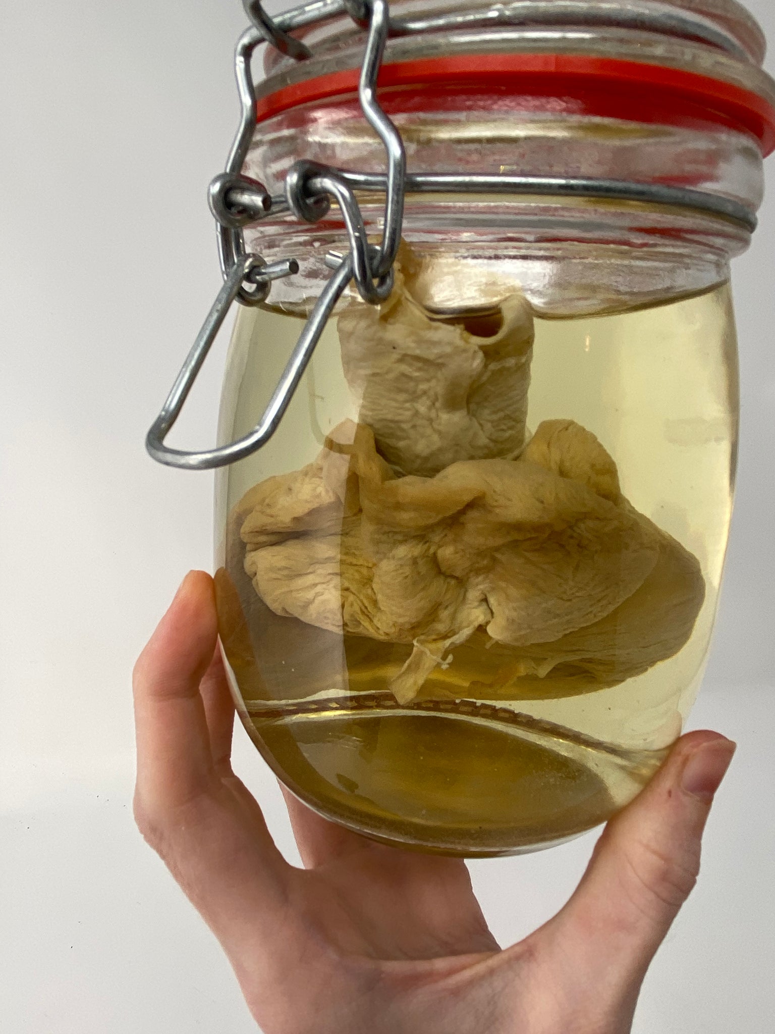 Blue Shark Heart Wet Specimen